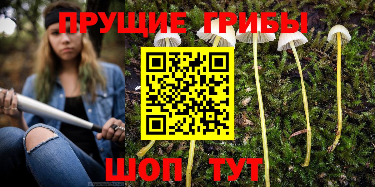 Псилоцибиновые грибы Psilocybe  Вход с VPN  как найти наркотики  Луга  Галлюциногенные грибы GOLDEN TEACHER 